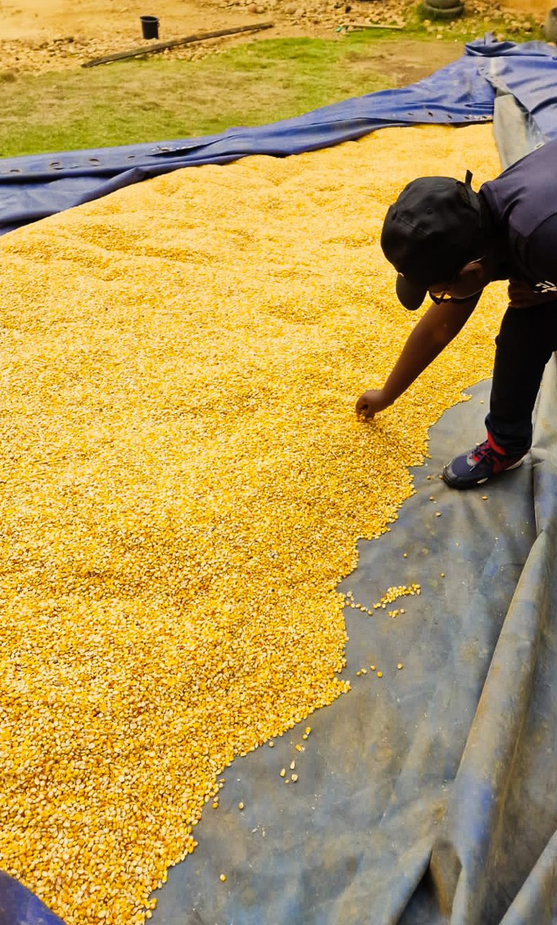 Grain drying & inspection